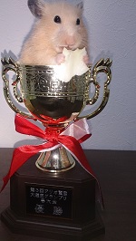 第3回アリオ鷲宮大道芸グランプリの優勝カップにゴールデンハムスターキンクマがのっている。関西、大阪のマジシャンみっきゅんのもの。